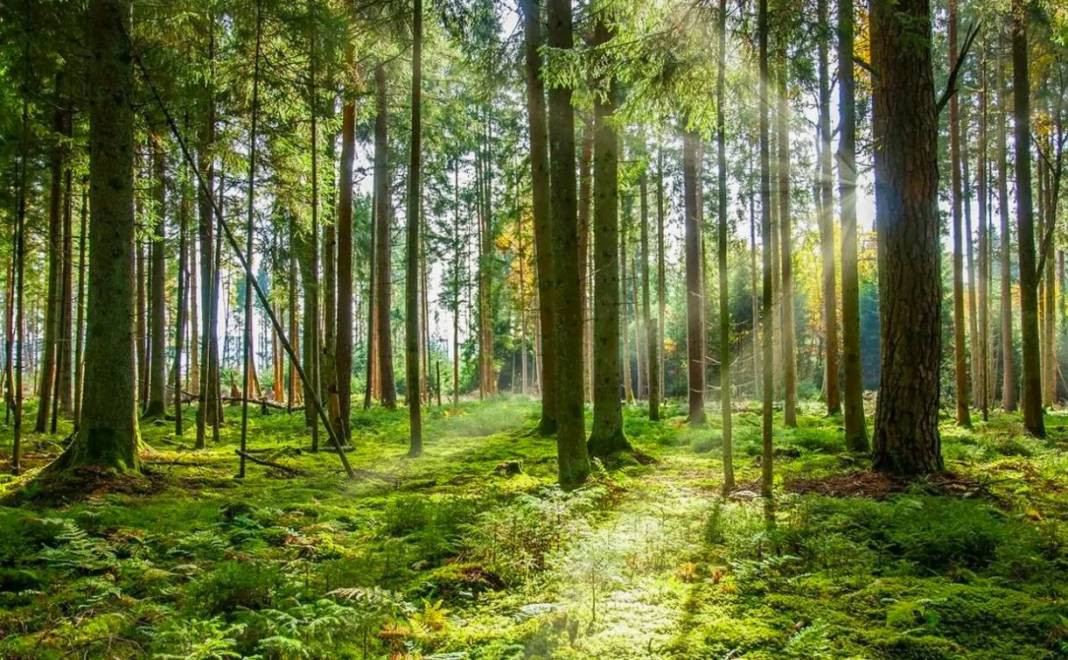 Tam 27 ilde resmen yasaklandı! Ormanlara giremeyeceksiniz - Resim: 9